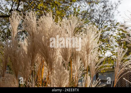 Pflanzen Sie Miscanthus oder Silbergras. Getreidepflanze im Garten. Üppige Rispen einer Blume. Botanik. Floridulus, Pacific Island sacchariflorus Amur Koreanische Muluksae, Chinesischer Feengras Susuki Grass poaceae Stockfoto