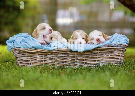 Beagle Welpen Stockfoto