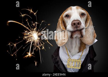 Beagle in Kostüm Stockfoto