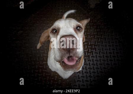 Beagle zu sitzen Stockfoto