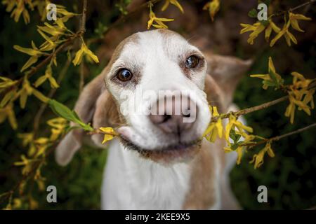 Beagle-Porträt Stockfoto
