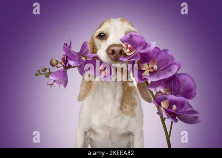 Beagle-Porträt Stockfoto