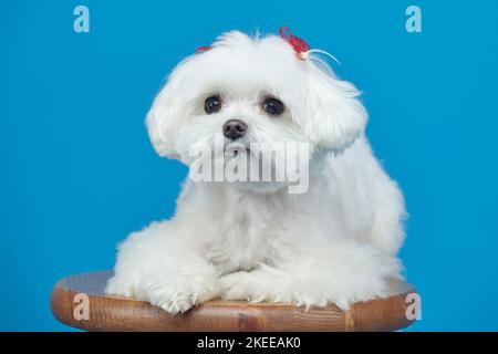 Charmanter kleiner maltesischer Lapdog. Fotoshooting im Studio auf blauem Hintergrund. Stockfoto