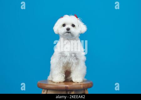 Charmanter kleiner maltesischer Lapdog. Fotoshooting im Studio auf blauem Hintergrund. Stockfoto