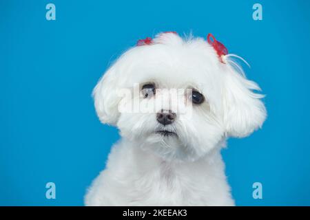 Charmanter kleiner maltesischer Lapdog. Fotoshooting im Studio auf blauem Hintergrund. Stockfoto