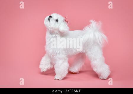 Charmanter kleiner maltesischer Lapdog. Fotoshooting im Studio auf einem rosa Hintergrund. Stockfoto