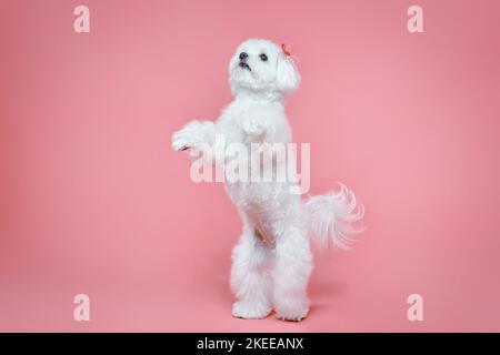 Charmanter kleiner maltesischer Lapdog. Fotoshooting im Studio auf einem rosa Hintergrund. Stockfoto