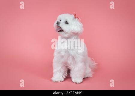 Charmanter kleiner maltesischer Lapdog. Fotoshooting im Studio auf einem rosa Hintergrund. Stockfoto