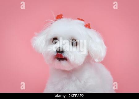 Charmanter kleiner maltesischer Lapdog. Fotoshooting im Studio auf einem rosa Hintergrund. Stockfoto