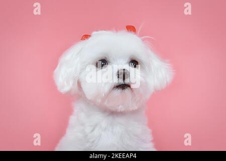 Charmanter kleiner maltesischer Lapdog. Fotoshooting im Studio auf einem rosa Hintergrund. Stockfoto