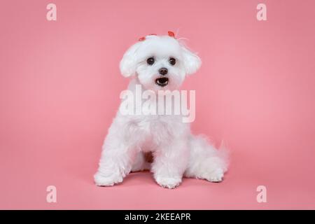 Charmanter kleiner maltesischer Lapdog. Fotoshooting im Studio auf einem rosa Hintergrund. Stockfoto