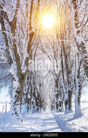 Weg in einer Allee im Winter Stockfoto