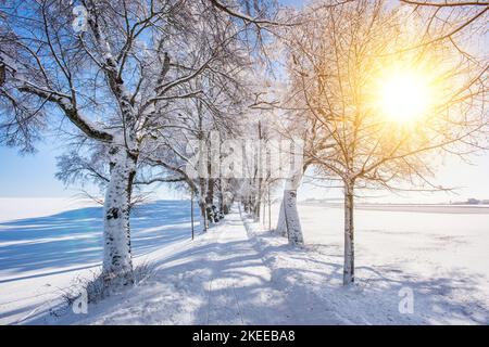 Weg in einer Allee im Winter Stockfoto