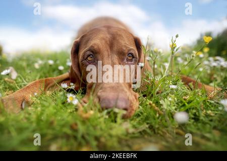 Magyar Vizsla lügt Magyar Vizsla Stockfoto