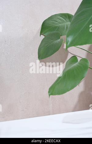 monstera-Blätter auf hellbeigem Hintergrund. Vertikale Größe, Kopierraum.Blumenszene für Produktpräsentation. Produktdisplay Podium mit Naturblättern. Stockfoto