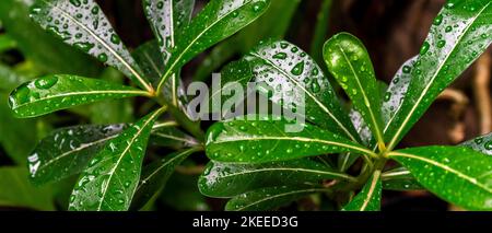 Frangipani Baum Blätter mit Spritzer von Regentropfen auf verschwommenem Hintergrund. Ausgewählter Fokus Stockfoto