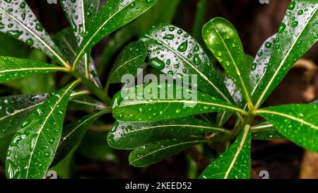 Frangipani Baum Blätter mit Spritzer von Regentropfen auf verschwommenem Hintergrund. Ausgewählter Fokus Stockfoto