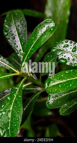 Frangipani Baum Blätter mit Spritzer von Regentropfen auf verschwommenem Hintergrund. Ausgewählter Fokus Stockfoto