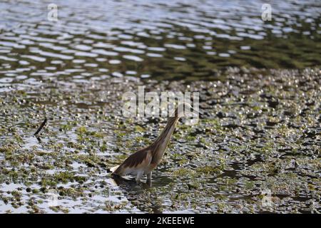 Squacco Reiher (Ardeola ralloides) auf dem nil in Assuan Stockfoto