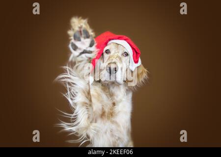 Englischer Setter gibt Pfote Stockfoto