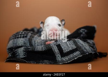 Miniatur-Stier-Terrier-Welpe Stockfoto