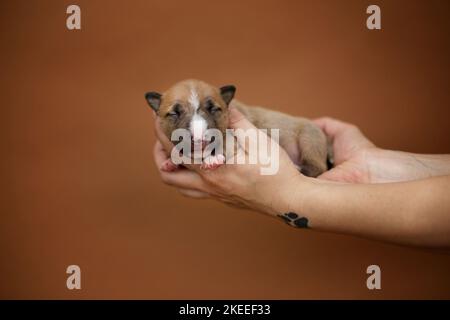 Miniatur-Stier-Terrier-Welpe Stockfoto