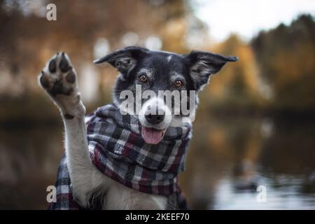 Border Collie im Herbst Stockfoto