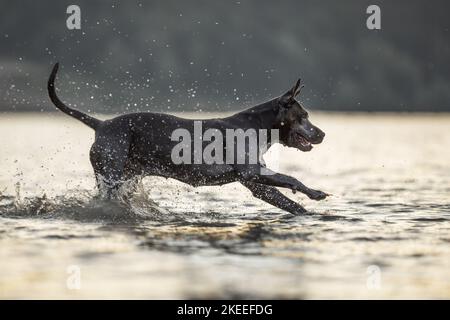 Amerikanischer Staffordshire-Terrier Stockfoto