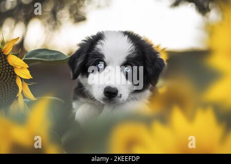 Border-Collie-Welpen Stockfoto