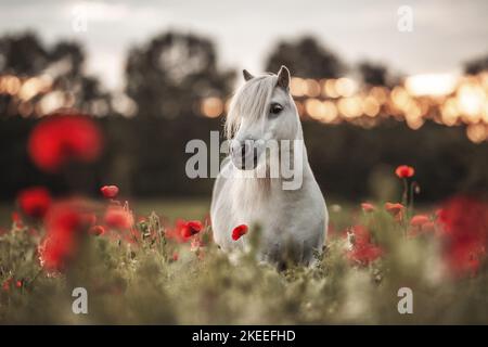 Shetland-Pony im Mohnfeld Stockfoto