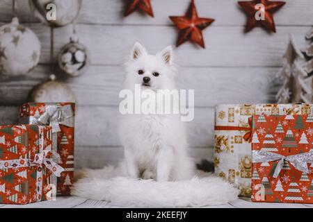 Weiße Zwergspitz-Mongrel Stockfoto