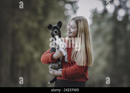 Chihuahua-Mongrel Stockfoto