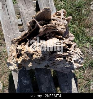 Alte alte versteinerte Holz, Ausgrabung, Mineralien, als schöner Hintergrund Nahaufnahme Vorderansicht schmale Fokuslinie, geringe Tiefenschärfe Makro Stockfoto