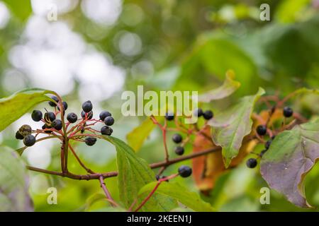 Gewöhnliches oder blutiges Dogwood, Cornus sanguinea mit Balckbeeren auf grünem Laubgrund Stockfoto