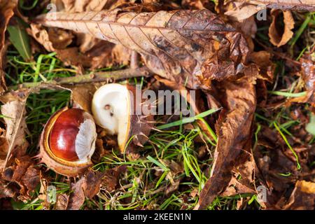 Kastanie in Polster Nahaufnahme mit trockenen Blättern im Herbst Stockfoto