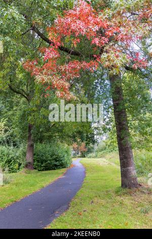 Bunte Blätter der scharlachroten Eiche in Johan Smitpark in Zuidhorn, Gemeinde Westerkwartier Groningen Provinz in den Niederlanden Stockfoto