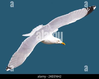 Nahaufnahme der europäischen Heringsmöwe (Larus argentatus) im Flug gegen den blauen Himmel, Bempton Cliffs, Großbritannien. Stockfoto