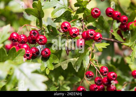 Nahaufnahme der roten Beeren der Guelder Rose, Viburnum opulus im öffentlichen Park in den Niederlanden Stockfoto