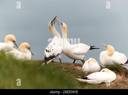 Nahaufnahme von Bonding Northern Tonnets (Morus bassana) auf einer Klippe an der Nordsee, Bempton Cliffs, Großbritannien. Stockfoto