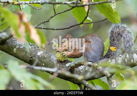 Nahaufnahme eines niedlichen grauen Eichhörnchens, das im Herbst in Großbritannien in einem Baum süße Kastanien frisst. Stockfoto