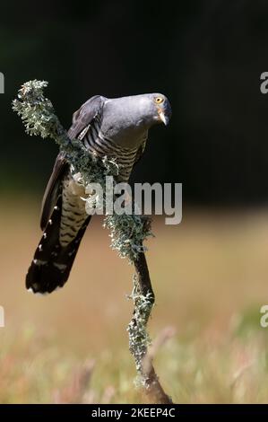 Nahaufnahme eines Kuckucks, der auf einem moosigen Baumzweig in Großbritannien thront. Stockfoto
