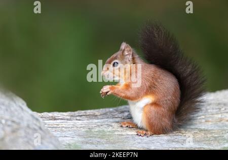 Nahaufnahme eines roten Eichhörnchens (Sciurus Vulgaris), das auf einem Baumstamm sitzt, Großbritannien. Stockfoto