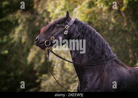 Friesische Pferd Stockfoto