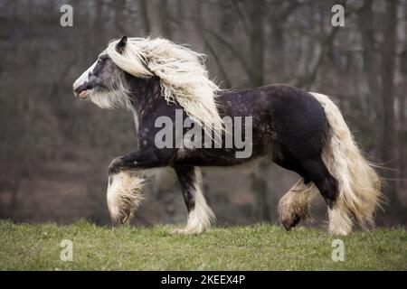 Irischer Tinker Hengst Stockfoto