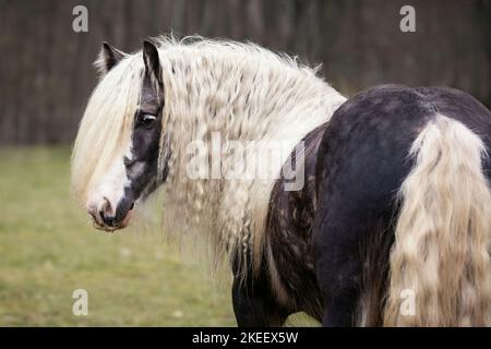 Irischer Tinker Hengst Stockfoto