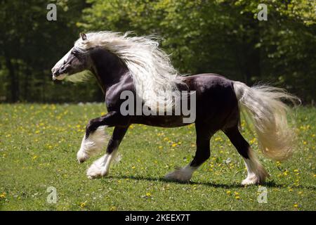 Irischer Tinker Hengst Stockfoto