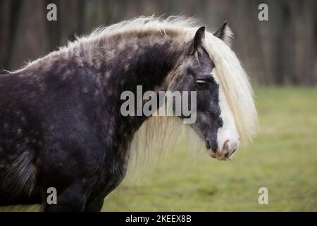 Irischer Tinker Hengst Stockfoto