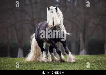 Irischer Tinker Hengst Stockfoto