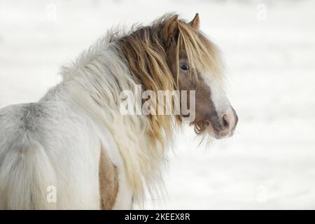 Irischer Tinker Hengst Stockfoto