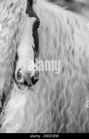 Irischer Tinker Hengst Stockfoto